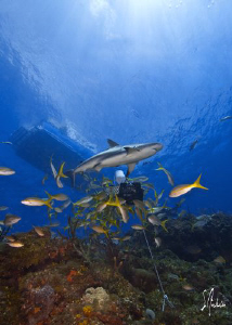 This image of a Reef Shark was taken during a dive at El ... by Steven Anderson 